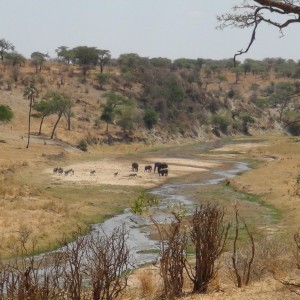 Tarangire