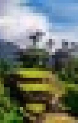 Arome naturale si ritmuri columbiene